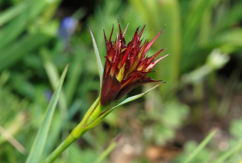 Trifolium subterraneum e Diantus cfr.carthusianorum